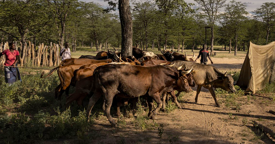 Integrating livestock interventions in nationally determined contributions of Zimbabwe